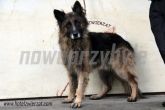 18.10.2013 MOGILNO PIES 57438